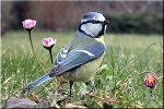 mesange bleue